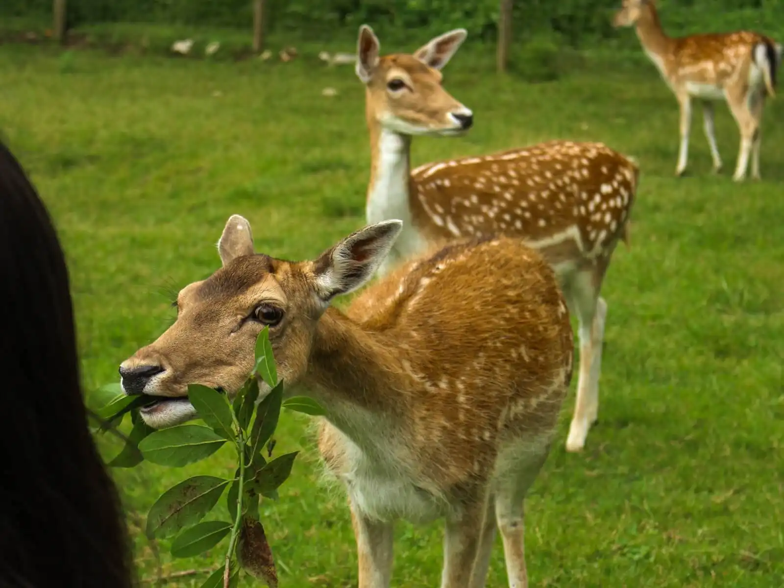 Deer approaching the students during the visit