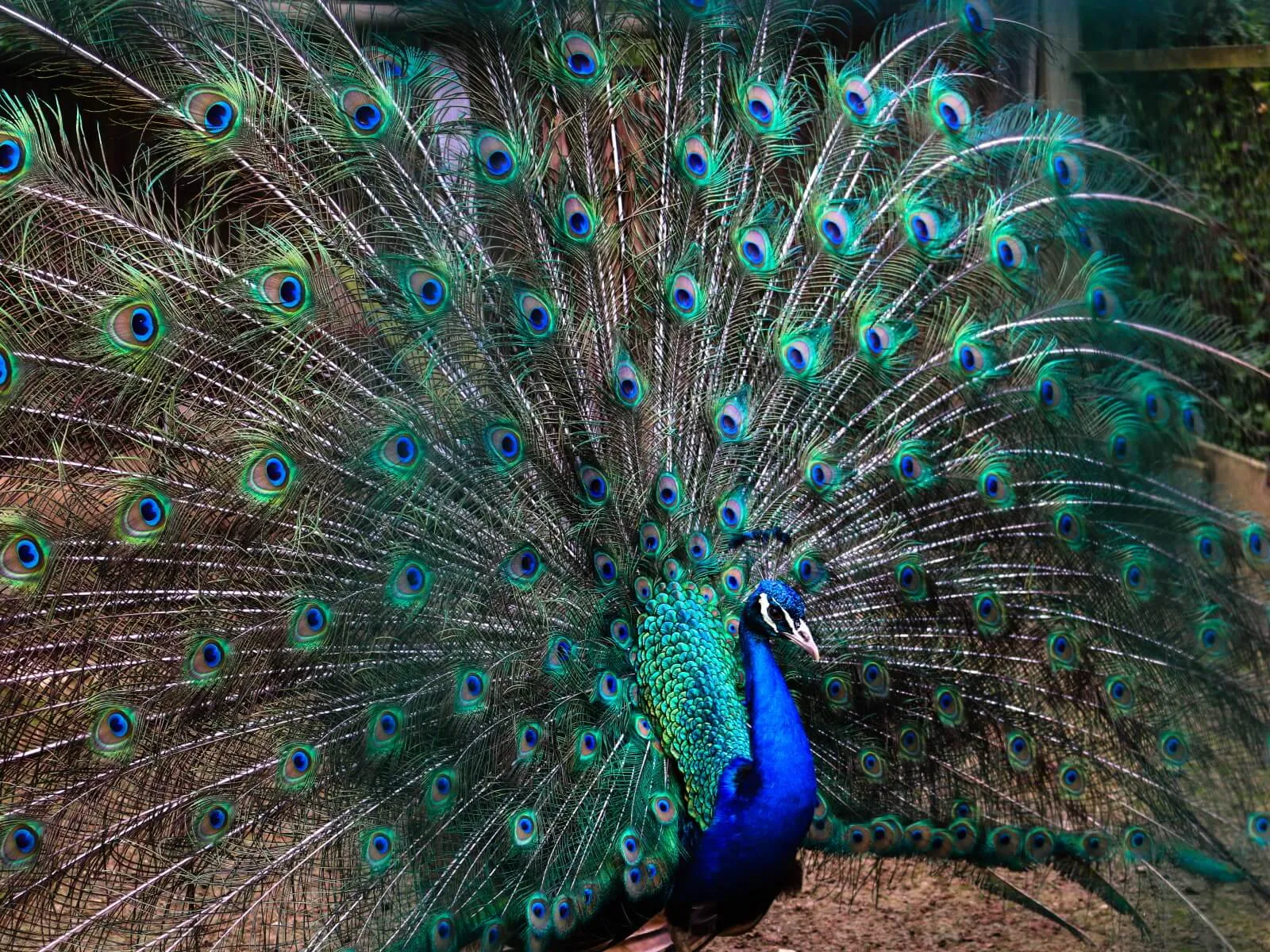 Peacock showing off its colorful feathers