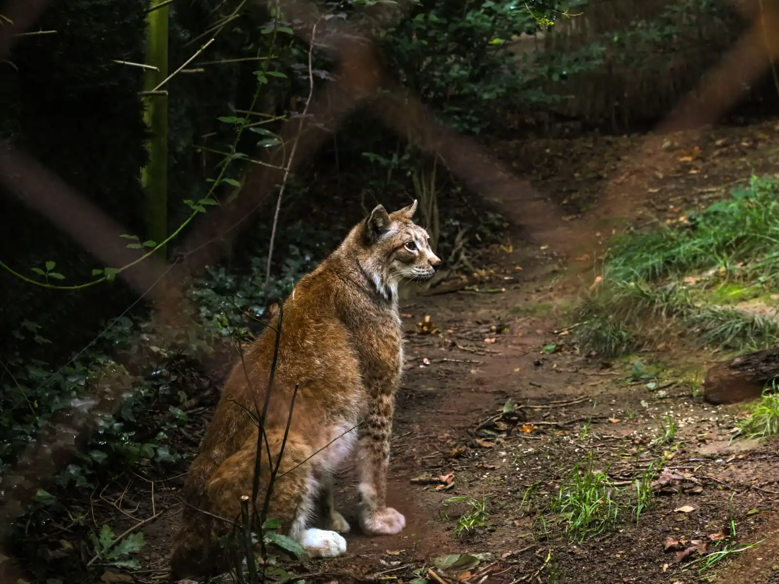 Picture of a lynx taken from behind