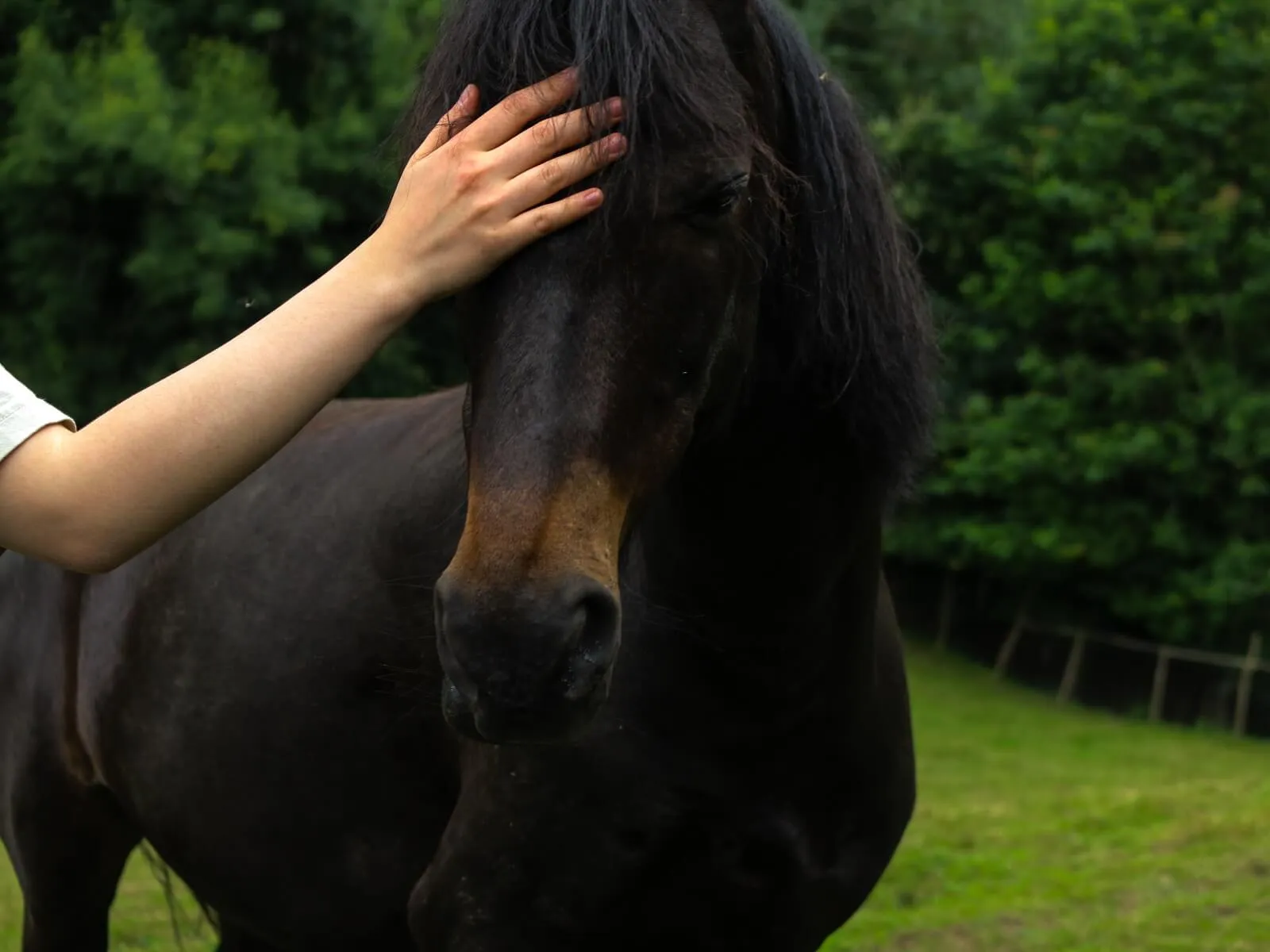 A hand gently pets the nose of a friendly horse